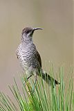 Barred Honeyeaterborder=